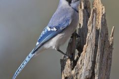 Blue Jay, Cyanocitta cristata