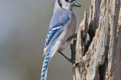 Blue Jay, Cyanocitta cristata