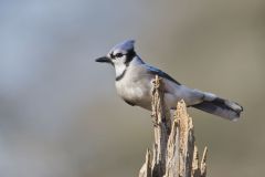 Blue Jay, Cyanocitta cristata