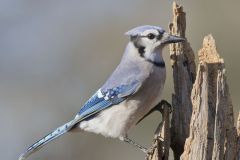 Blue Jay, Cyanocitta cristata