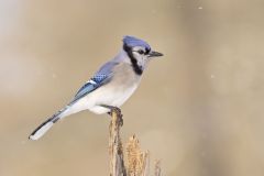 Blue Jay, Cyanocitta cristata