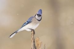 Blue Jay, Cyanocitta cristata