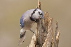 Blue Jay, Cyanocitta cristata