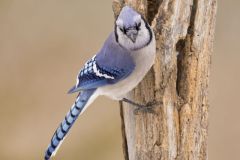 Blue Jay, Cyanocitta cristata