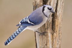 Blue Jay, Cyanocitta cristata