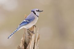 Blue Jay, Cyanocitta cristata