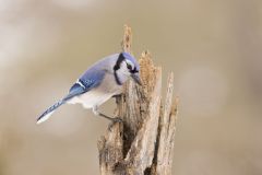 Blue Jay, Cyanocitta cristata