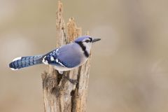 Blue Jay, Cyanocitta cristata