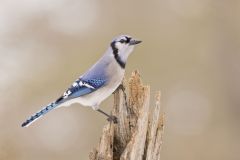 Blue Jay, Cyanocitta cristata