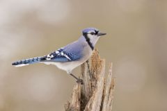 Blue Jay, Cyanocitta cristata