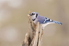 Blue Jay, Cyanocitta cristata