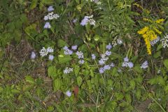 Blue Mistflower, Conoclinium coelestinum