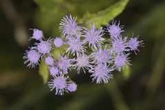 Blue Mistflower, Conoclinium coelestinum