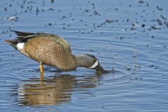 Blue-winged Teal, Anas discors