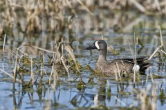 Blue-winged Teal, Anas discors