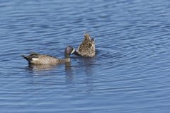 Blue-winged Teal, Anas discors