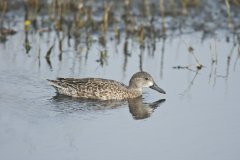 Blue-winged Teal, Anas discors