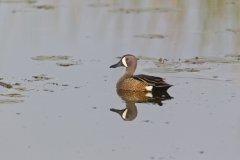 Blue-winged Teal, Anas discors