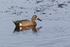 Blue-winged Teal, Anas discors