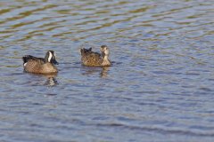 Blue-winged Teal, Anas discors