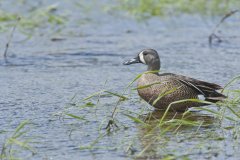 Blue-winged Teal, Anas discors