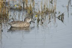 Blue-winged Teal, Anas discors