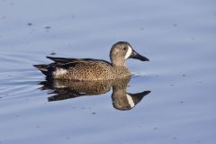 Blue-winged Teal, Anas discors