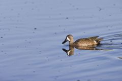 Blue-winged Teal, Anas discors