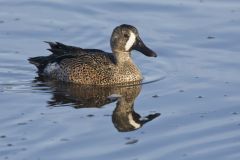 Blue-winged Teal, Anas discors