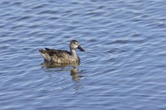 Blue-winged Teal, Anas discors