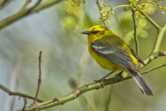 Blue-winged Warbler, Vermivora cyanoptera