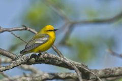 Blue-winged Warbler, Vermivora cyanoptera