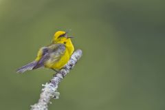 Blue-winged Warbler, Vermivora cyanoptera