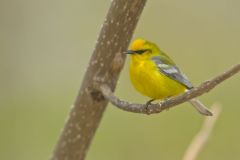 Blue-winged Warbler, Vermivora cyanoptera