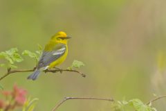 Blue-winged Warbler, Vermivora cyanoptera