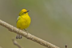 Blue-winged Warbler, Vermivora cyanoptera