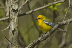 Blue-winged Warbler, Vermivora cyanoptera