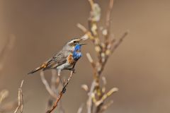 Bluethroat, Luscinia svecica