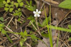 Bluntleaf Sandwort, Moehringia lateriflora