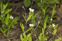 Bluntleaf Sandwort, Moehringia lateriflora