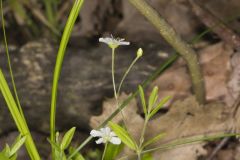 Bluntleaf Sandwort, Moehringia lateriflora