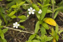 Bluntleaf Sandwort, Moehringia lateriflora