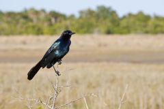 Boat-tailed Grackle, Quiscalus major