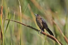 Boat-tailed Grackle, Quiscalus major