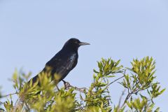 Boat-tailed Grackle, Quiscalus major