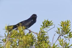 Boat-tailed Grackle, Quiscalus major