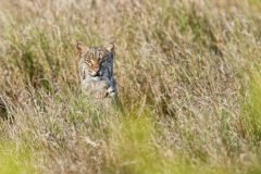 Bobcat, Lynx rufus