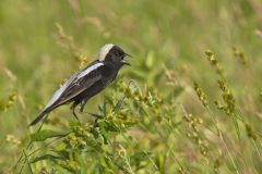 Bobolink, Dolichonyx oryzivorus