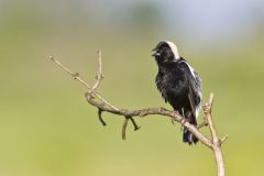 Bobolink, Dolichonyx oryzivorus