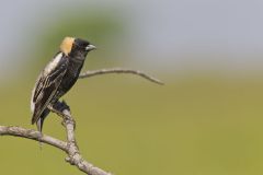 Bobolink, Dolichonyx oryzivorus